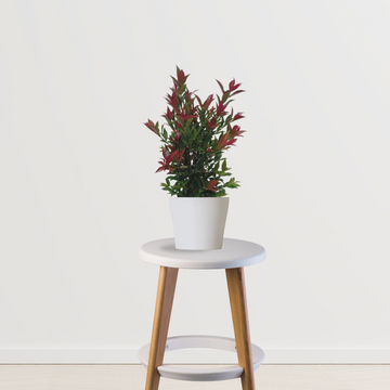 Syzygium bushy plant for landscaping